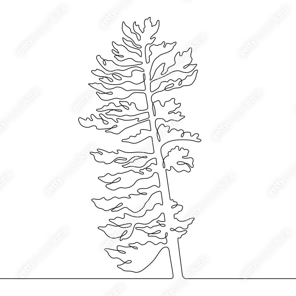 Pine Tree Continuous Line Drawing with Editable Stroke and Copy Space ...