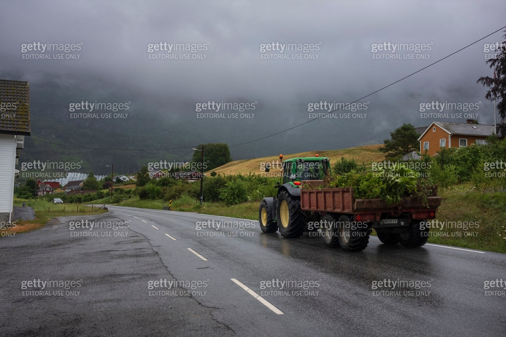 A tractor hauls freshly cut crops and transports them towards the ...