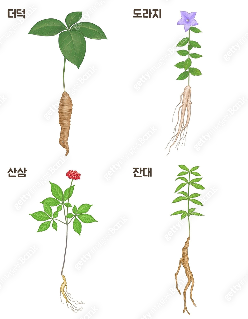 약초, 식물, 약재식물, 더덕, 산삼, 잔대, 도라지 (채소) 이미지 (jv13149354) - 게티이미지뱅크