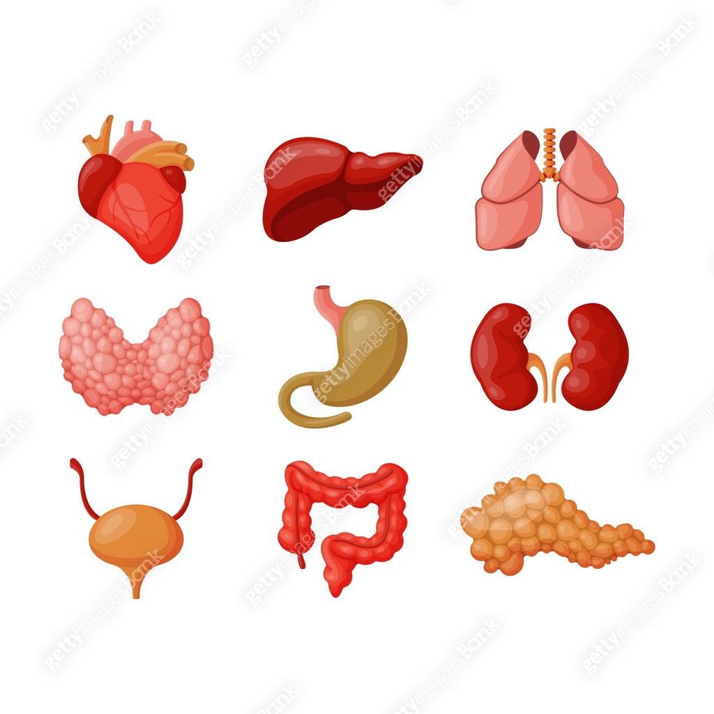 Internal organs vector illustration. 이미지 (637287984) 일러스트, 무료 일러스트, 아이콘 ...