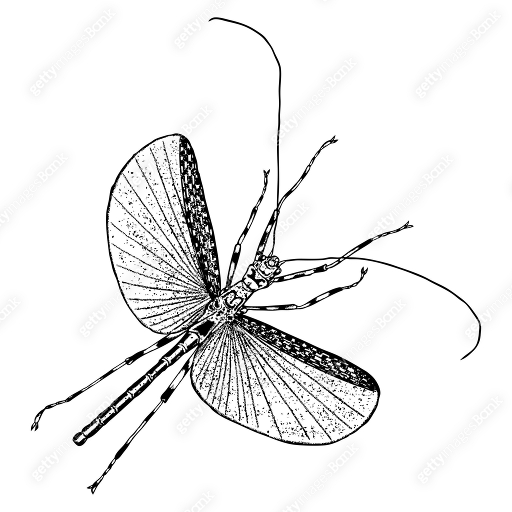 Shading Insect Insect with wings, flying bug. Vintage old hand drawn stippling and ...