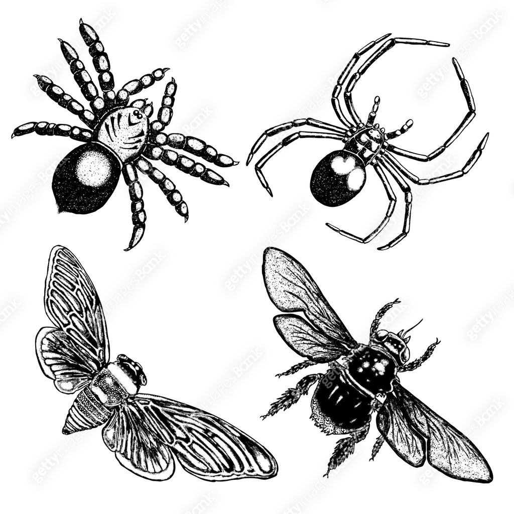 Shading Insect Big set of insects, bugs, flying beetles. Many species in vintage old ...