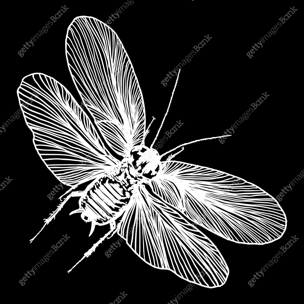 Shading Insect Insect with wings, flying bug. Vintage old hand drawn stippling and ...