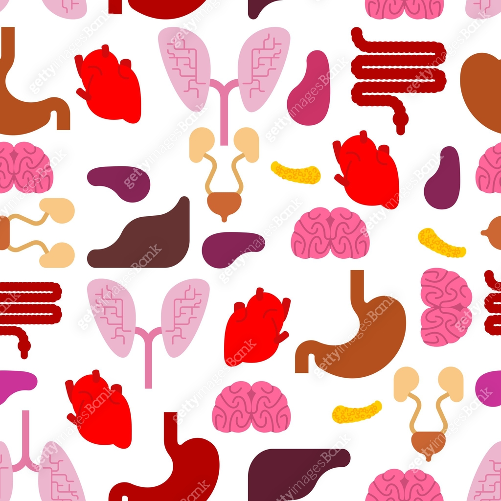 Organs Pattern Human Internal organs pattern seamless. Anatomy background. Systems of ...