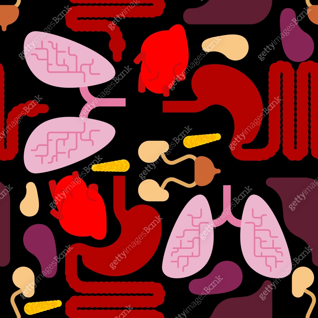 Organs Pattern Human Internal organs pattern seamless. Anatomy background. Systems of ...