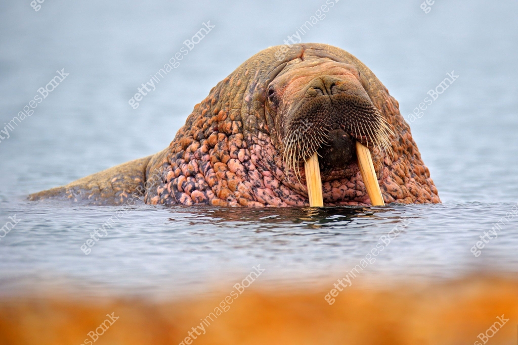 Valross Detail portrait of Walrus with big white tusk, Odobenus rosmarus, big ...
