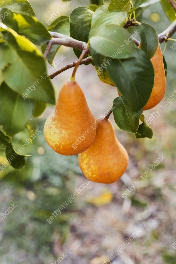 Beautiful fresh ripe juicy pears hang on a tree branch in the orchard ...