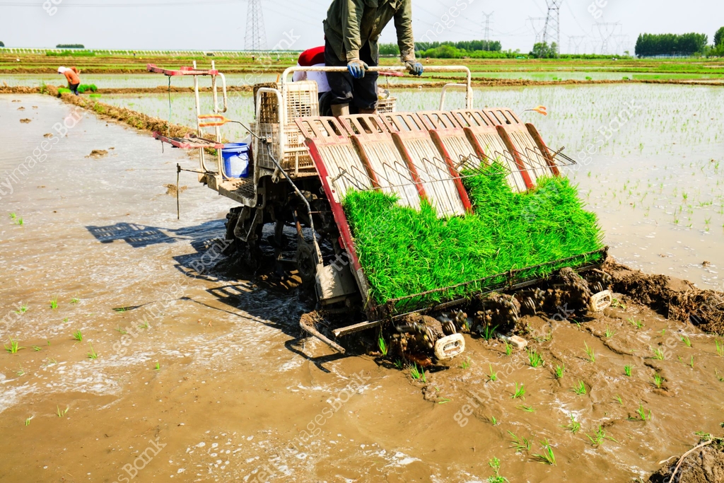 Farmers planting rice in field by using rice planting machine 이미지 ...