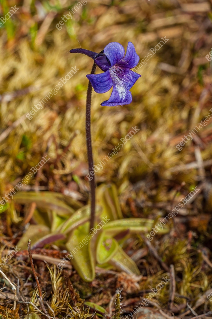 Fens Insect Pinguicula vulgaris, Common Butterwort, Glacier Bay National Park ...