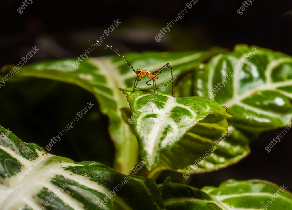 close up side view of cute katydid (Tettigoniidae) nymph insect on leaf ...