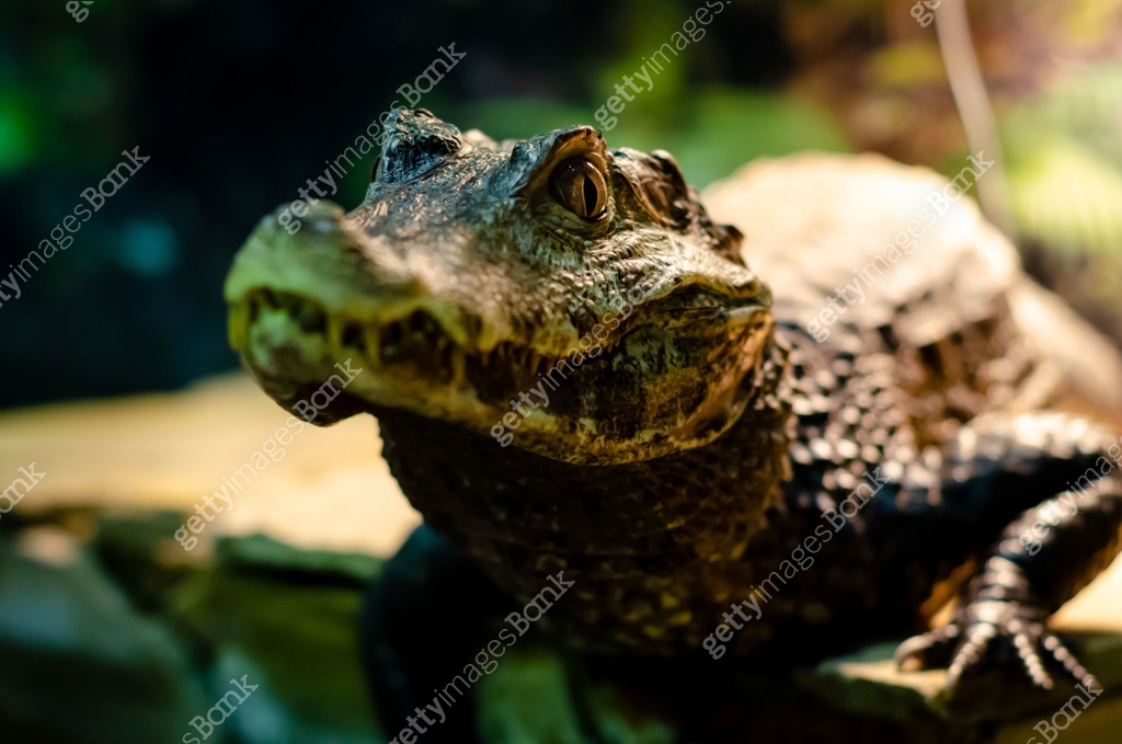 The spectacled caiman (Caiman crocodilus), also known as the white ...