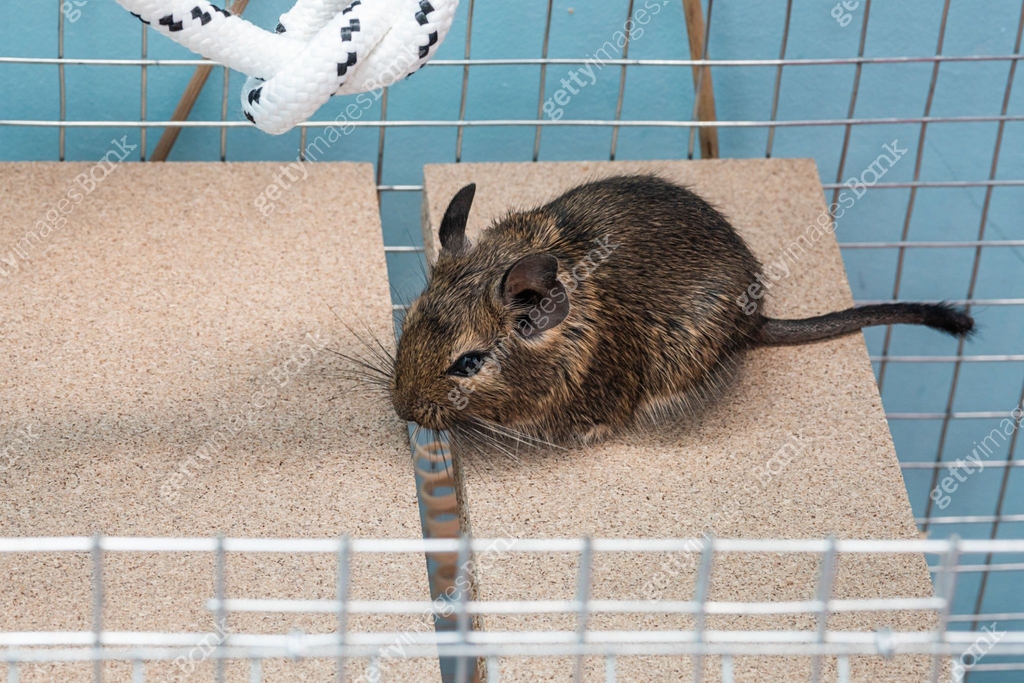 Degu Leg Little cute gray mouse Degu close-up. The common degu is a small ...