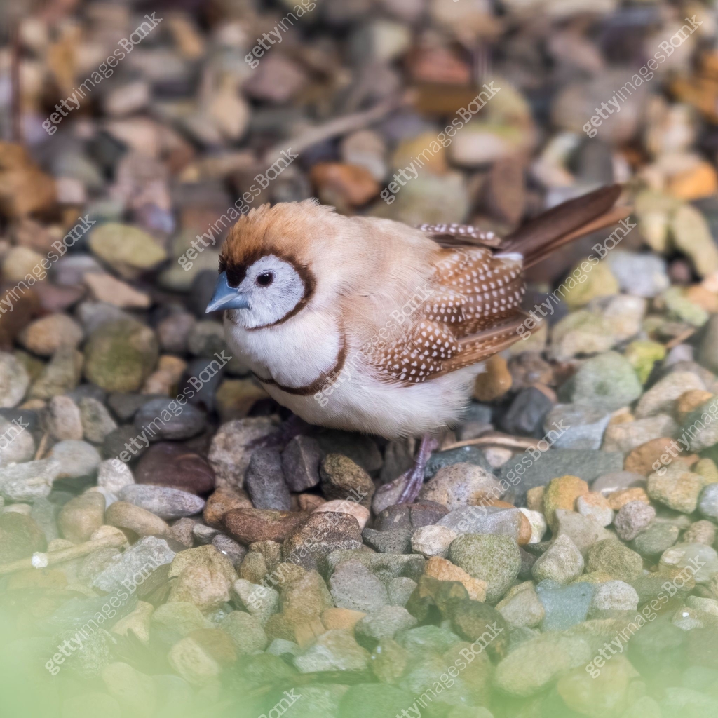 Finch Foraging Double Barred Finch Foraging on the Ground 이미지 (1281330831) - 게티이미지뱅크