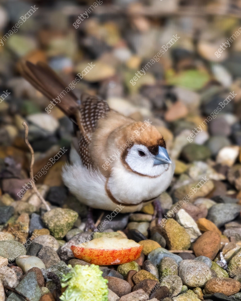 Finch Foraging Double Barred Finch Foraging on the Ground 이미지 (1281331012) - 게티이미지뱅크