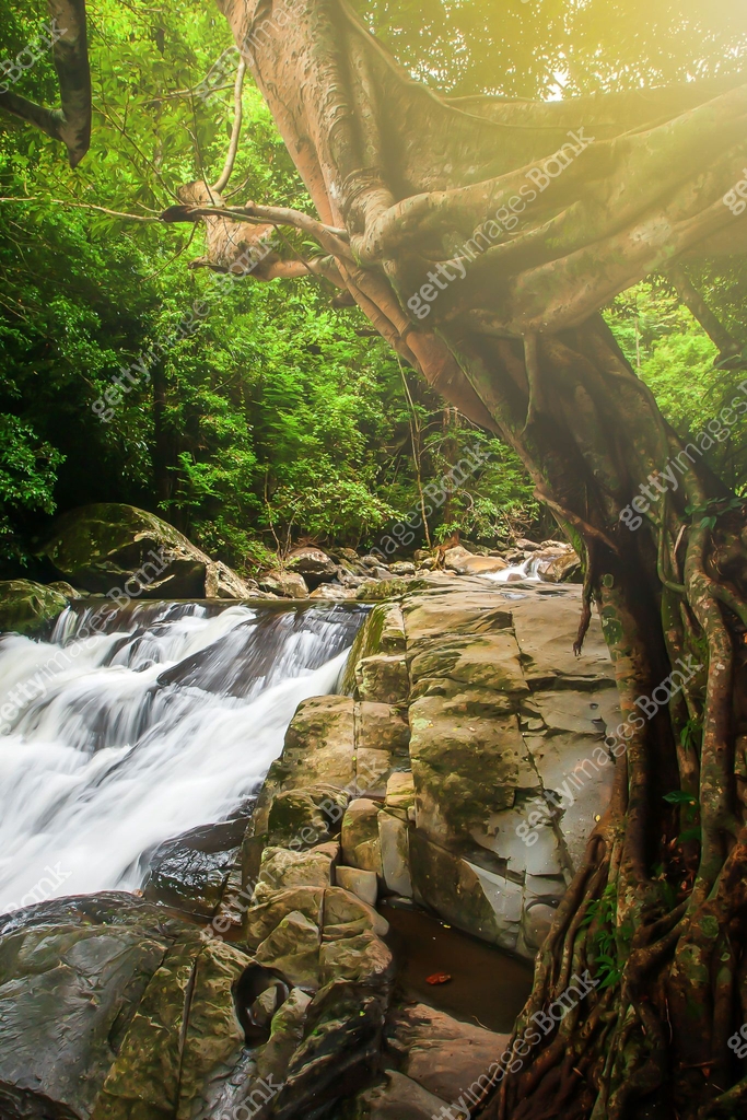 Pure waterfall in a tropical rainforest at sunrise. 이미지 (1282344828 ...