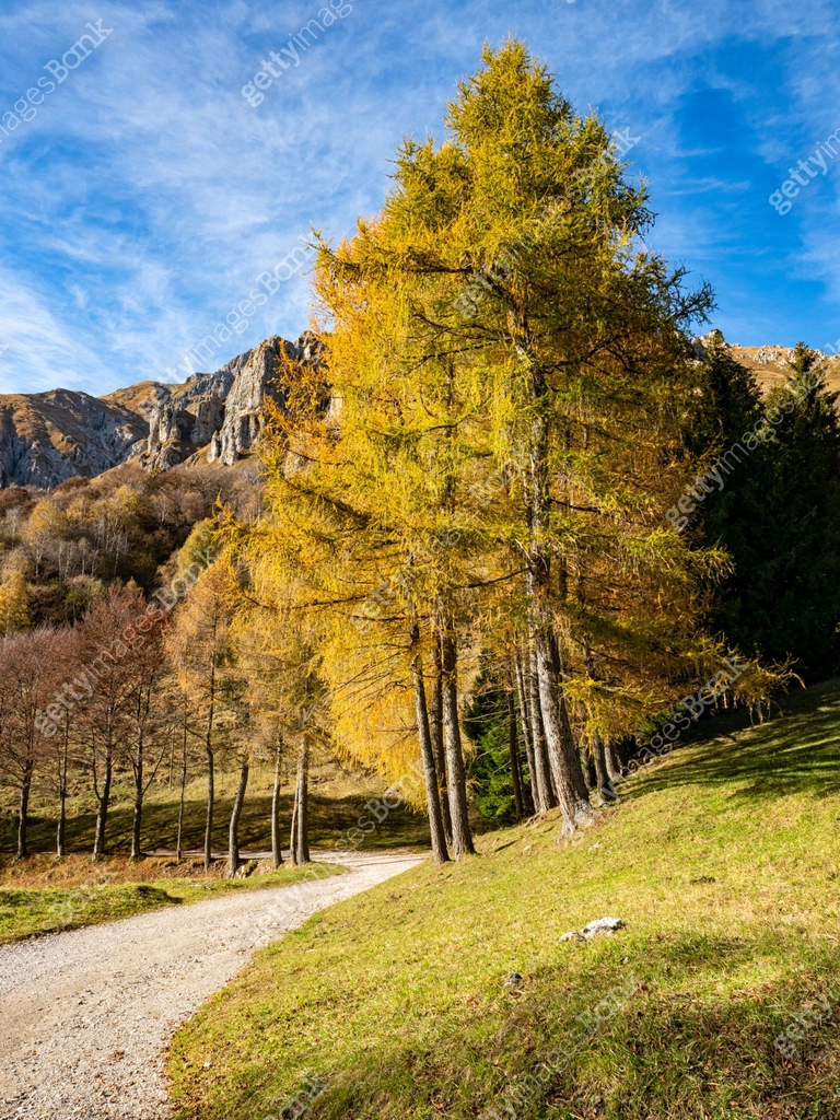 Foliage In The Woods Of Val Di Resia Friuli Venezia Giulia Stock Image autumn-colors-in-the-italian-alps-1283232508
