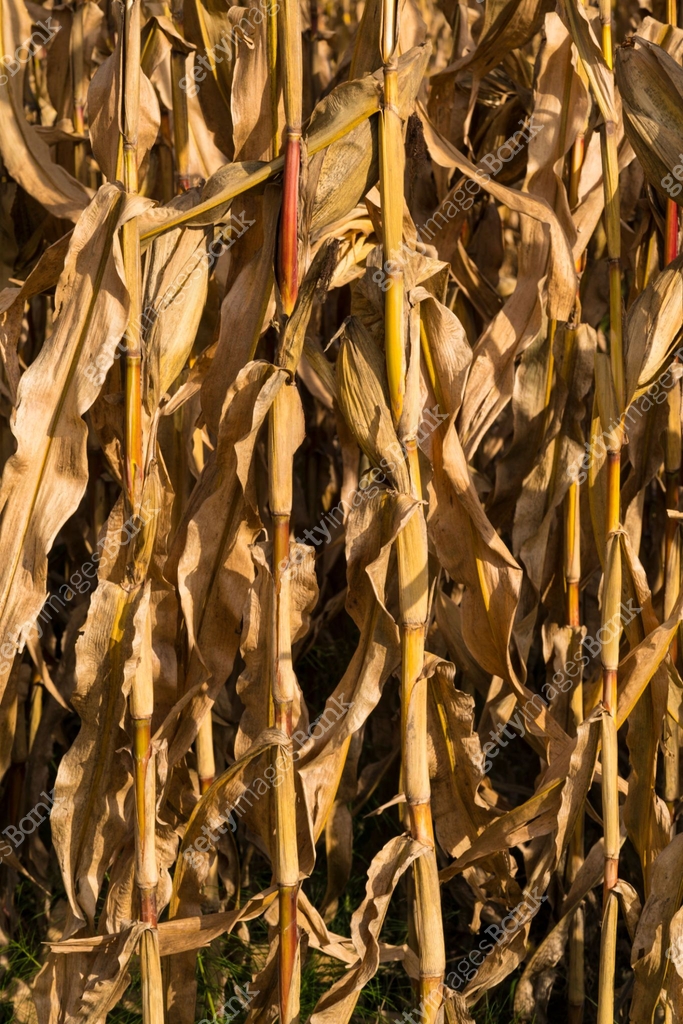 Full frame of corn plants in the field with ripe corn, ready to be pick ...