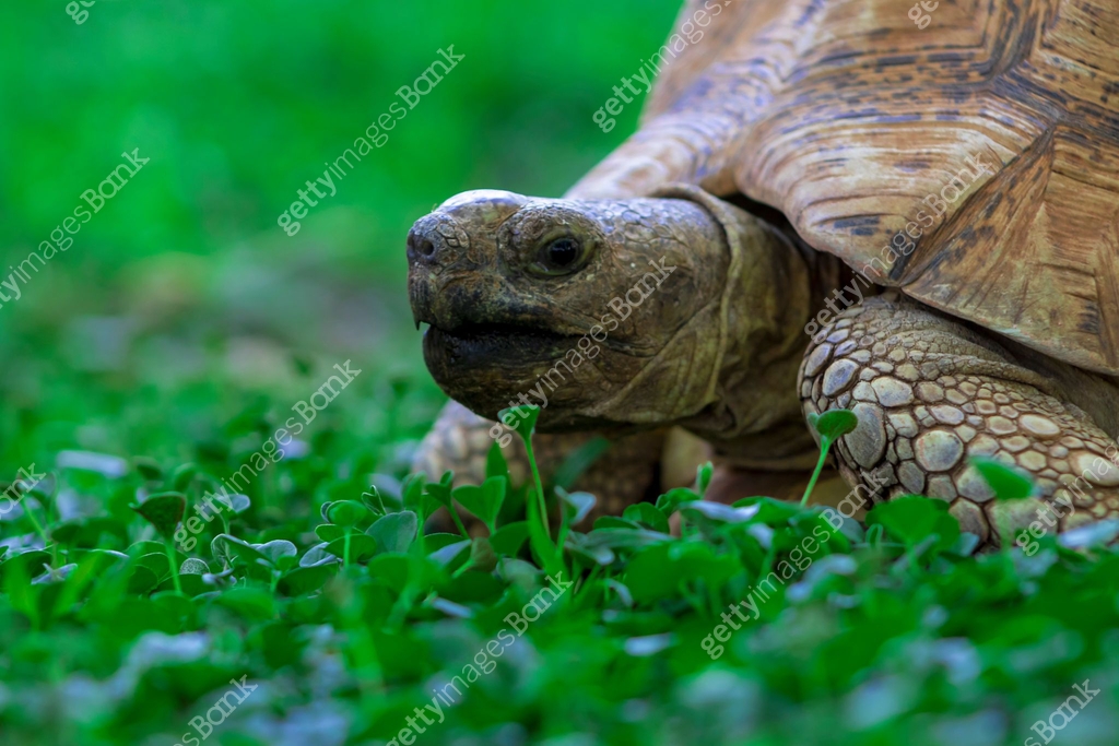 Close up of a cute turtle lying in the green grass. Namibia 이미지 ...