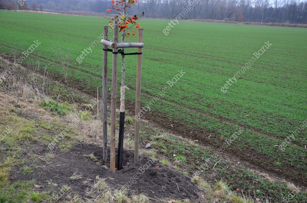 planting of a new tree, windbreak, biocodor, alley of fruit trees ...