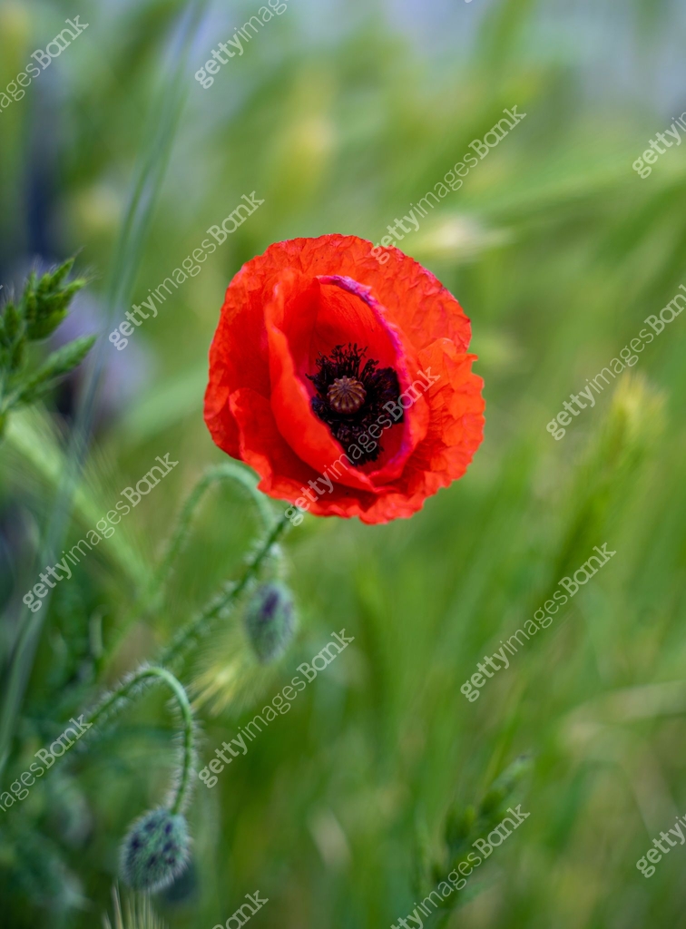 Spring Fever Poppy Red, common, field poppy (Papaver rhoeas) flowers on spring meadow ...
