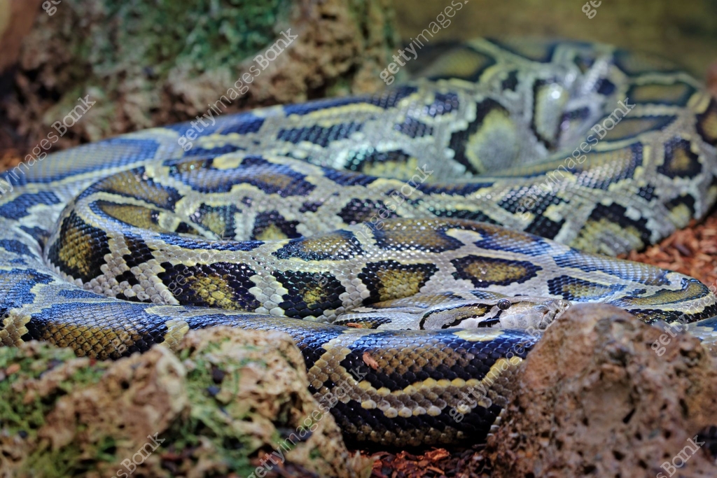 Python Snake River Burmese python (Python bivittatus, stone near river habitat. Wildlife ...