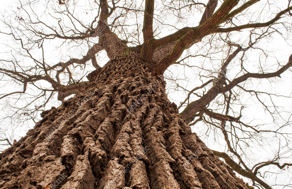 Trunk Shot Example Oak tree trunk shot from bottom to top 이미지 (1301027762) - 게티이미지뱅크