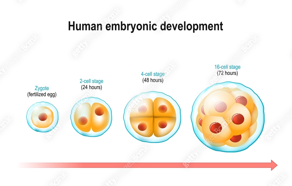 Humanize Embryonic Development Human embryonic development. 이미지 (1299796659) 일러스트, 무료 일러스트 - 게티이미지뱅크