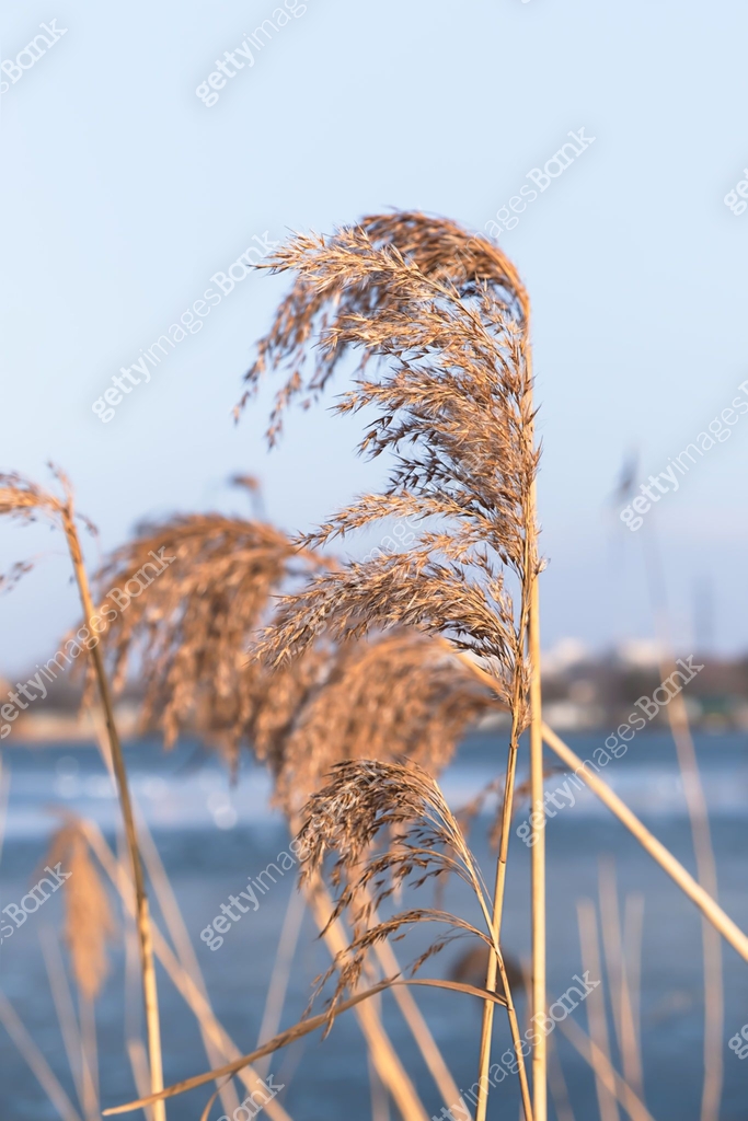 Dry reed on the lake, reed seeds. Golden reed grass in the sun against ...