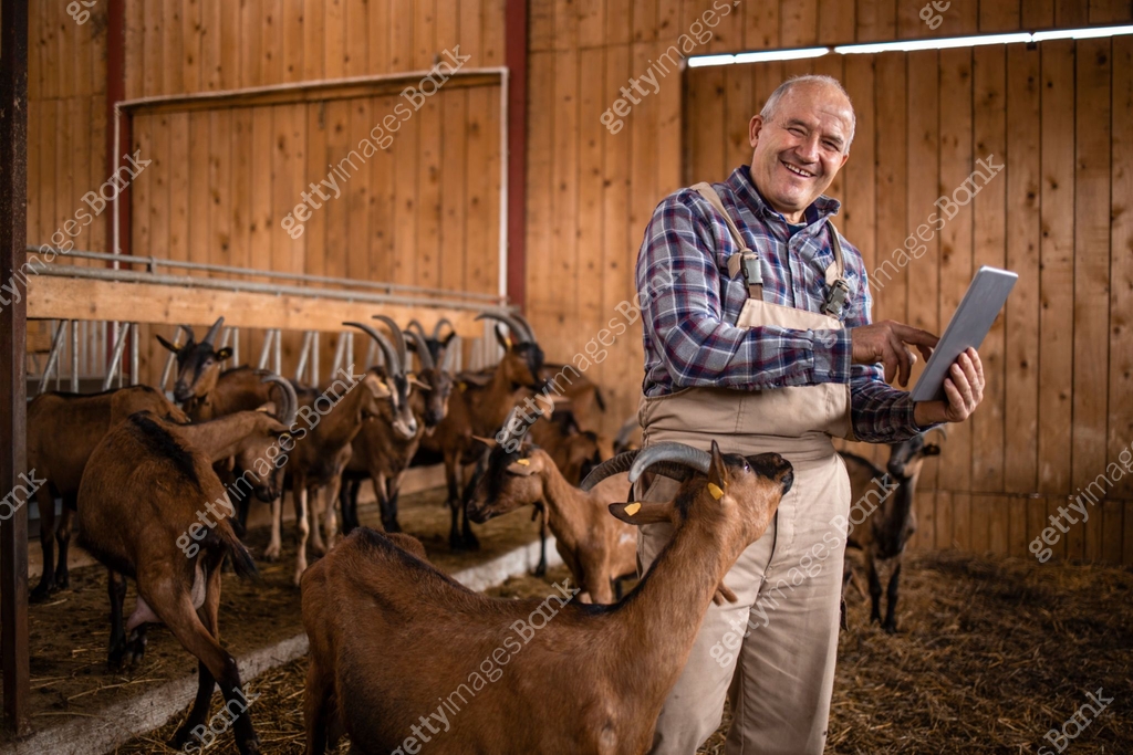 Smart farming and goat breeding. Portrait of senior cattleman using ...