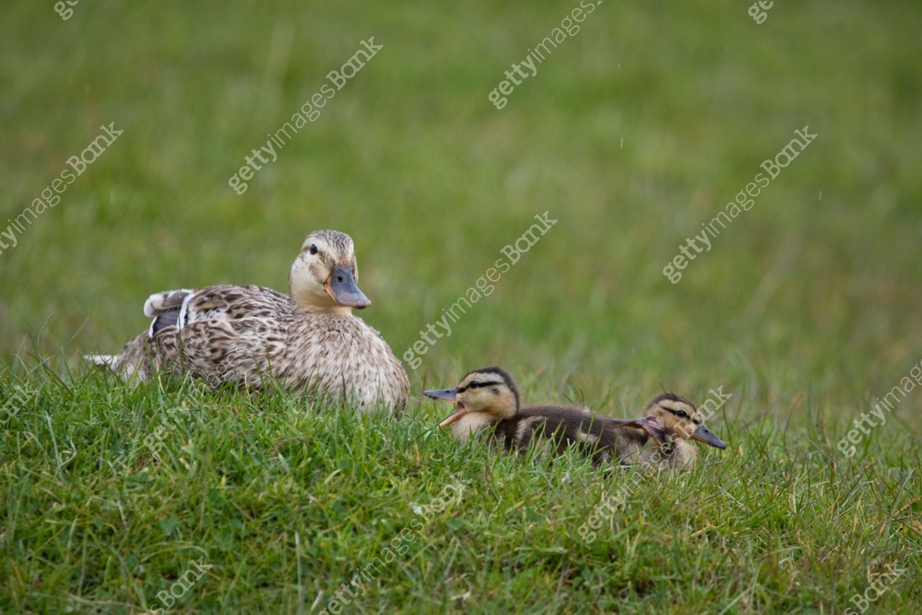 Female Mallard With Her Ducklings In Springtime North Yorkshire female-mallard-with-her-ducklings-in-springtime-north-yorkshire