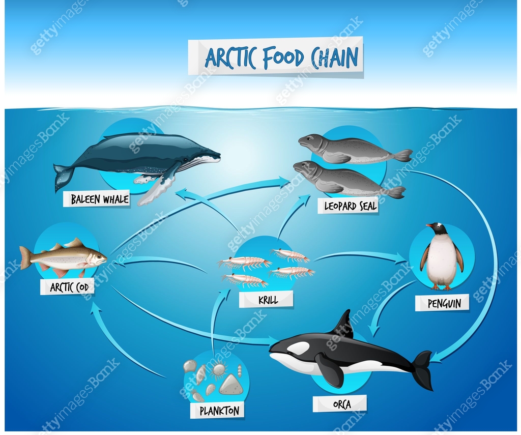 Arctic Food Chain Diagram Concept 1320259273 arctic-food-chain-diagram-concept-1320259273