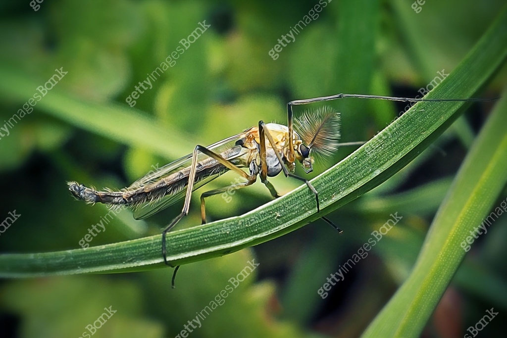 Mge Insect Chironomus Nonbiting Midge Insect 이미지 (1324701650) - 게티이미지뱅크