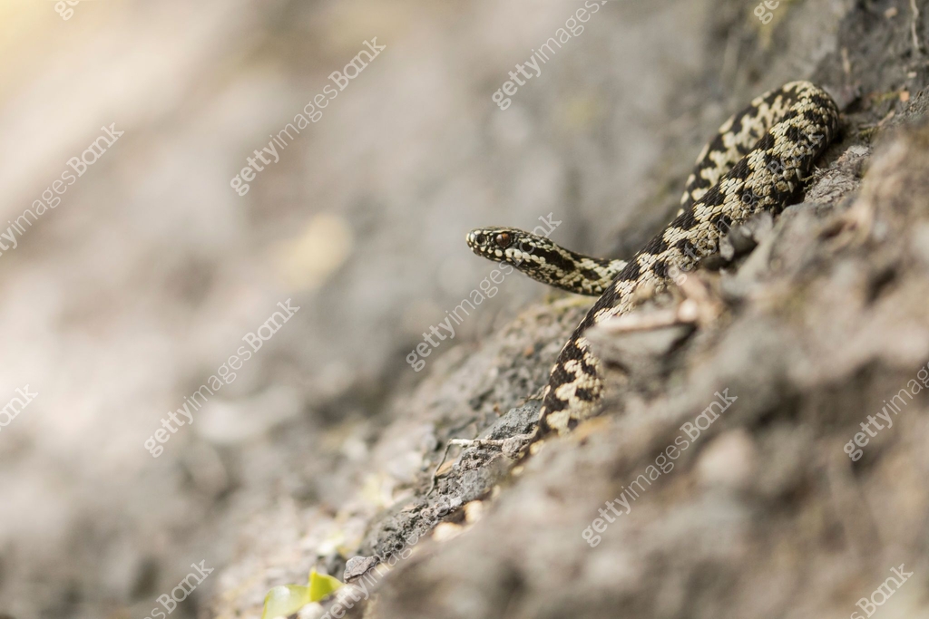 A adder snake curled up on a rock 이미지 (1324605318) - 게티이미지뱅크