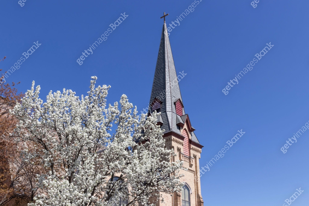 Church Springtime Springtime tree blooms outside of a church steeple. 이미지 (1321320825 ...