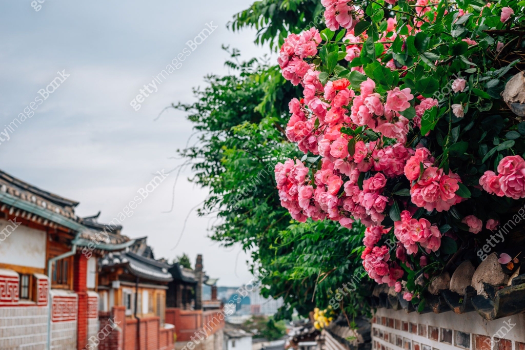 Hanok Roses Bukchon Hanok Village, Korean traditional houses and rose flowers in ...