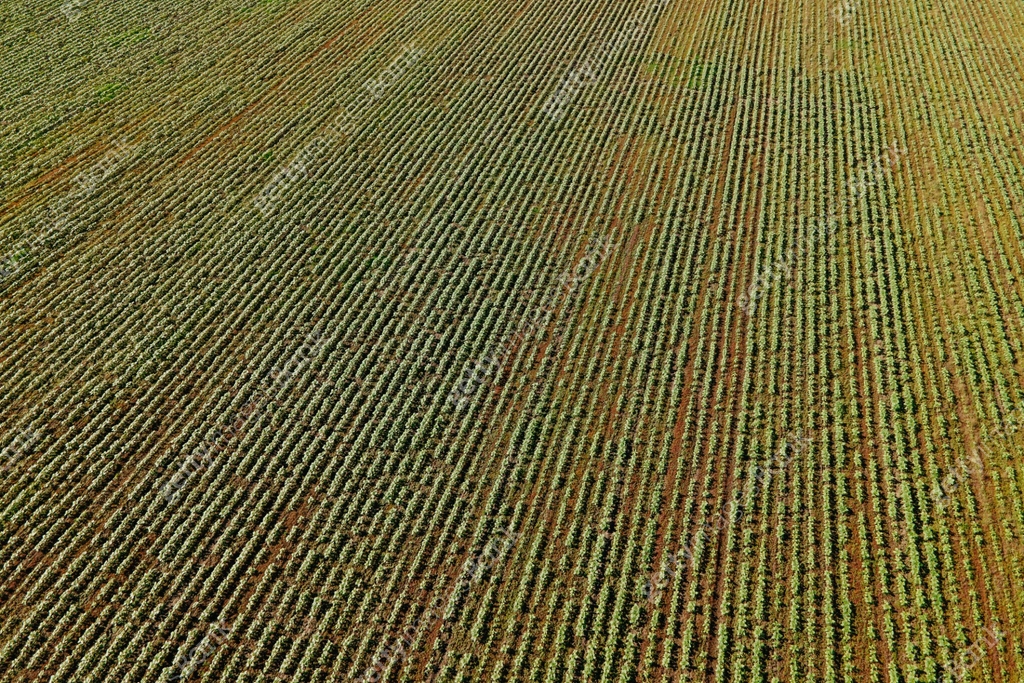 top aerial view of crop rows on a fertile agricultural field. aerial ...