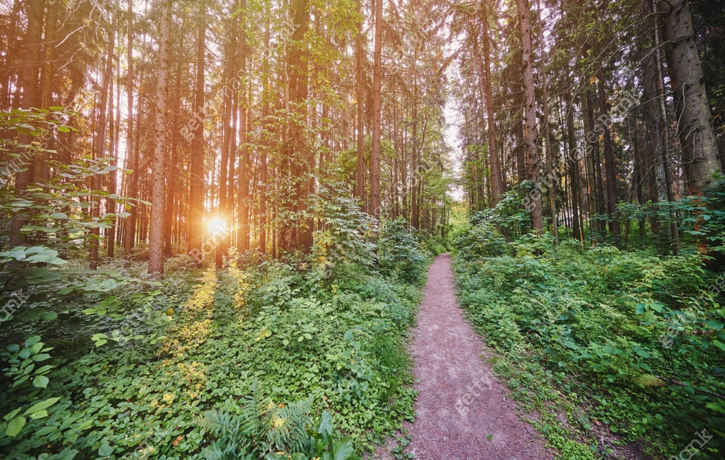 Sun Rays Path Background Path in forest with sun rays 이미지 (1324588278) - 게티이미지뱅크