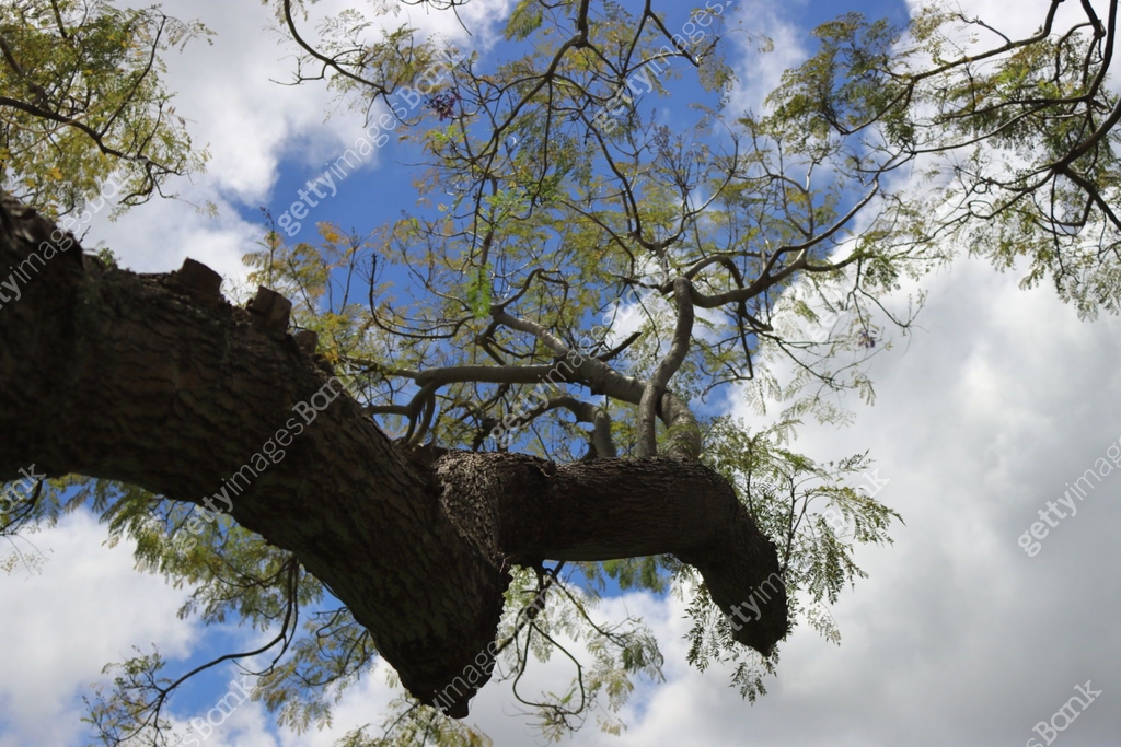 Tall tree branches against blue sky 이미지 (1324454206) - 게티이미지뱅크