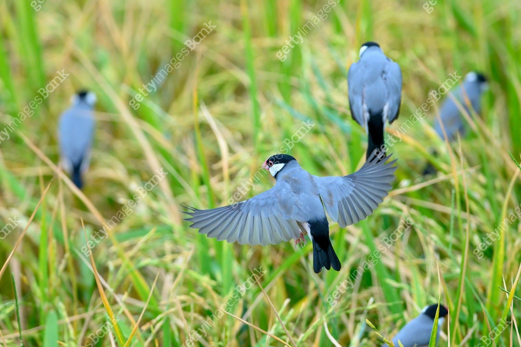 Big Birds Java A large flock of birds flying (Java sparrow, Java finch) 이미지 ...