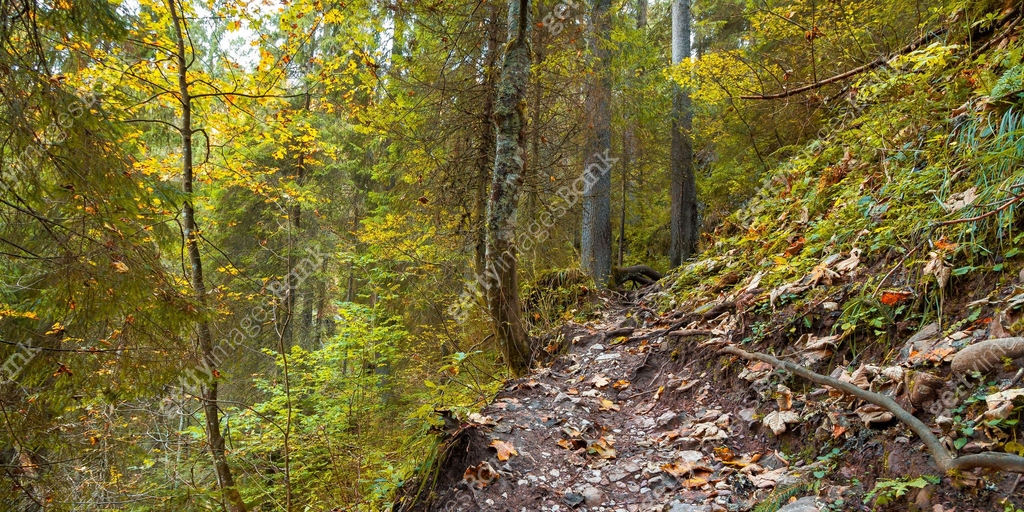 steep path through ancient forest 이미지 (1337214277) - 게티이미지뱅크