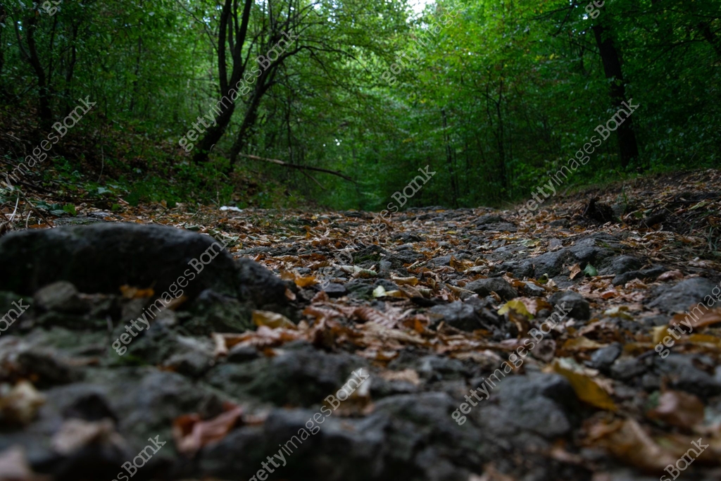 Low angle view of a rocky path in the forest, close up, rock, leafs ...