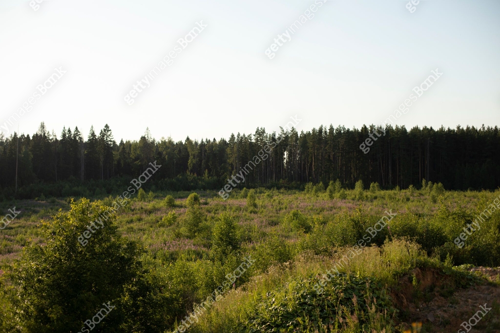 Forrest Front Forest landscape. View of the natural area. Field in front of the ...