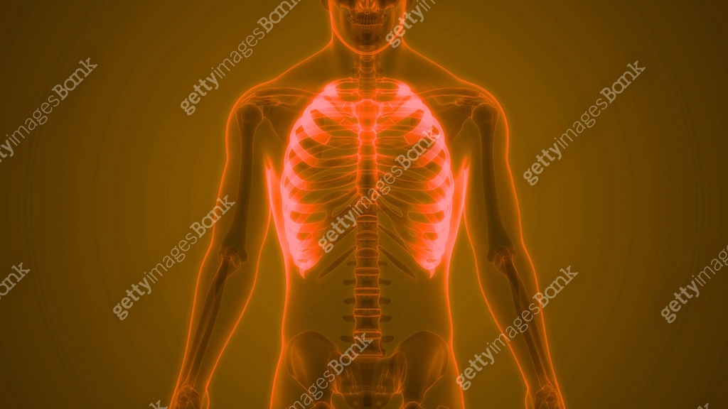 Human Skeleton System Rib Cage Bone Joints Anatomy 이미지 (1342189135 ...