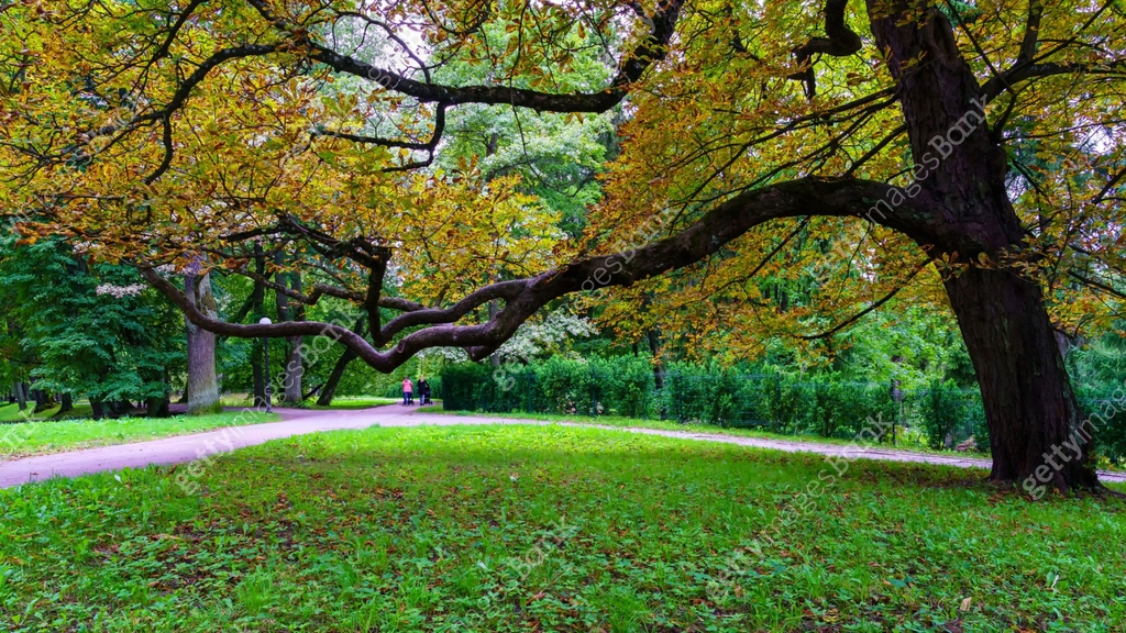 Large tree with horizontal branches that extend towards the park path ...