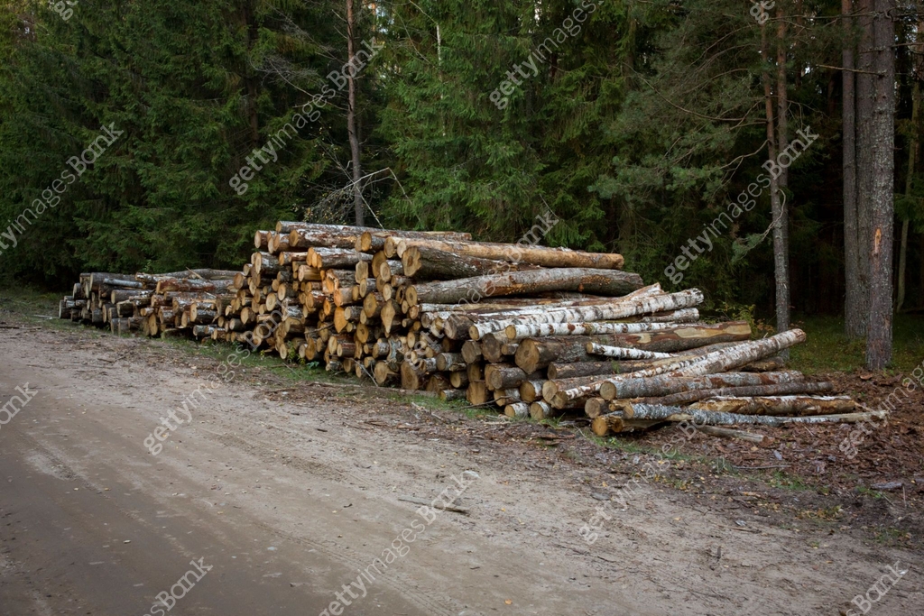 385 Forst Rode Log stacks along the forest road. Forest pine and spruce trees. Log ...
