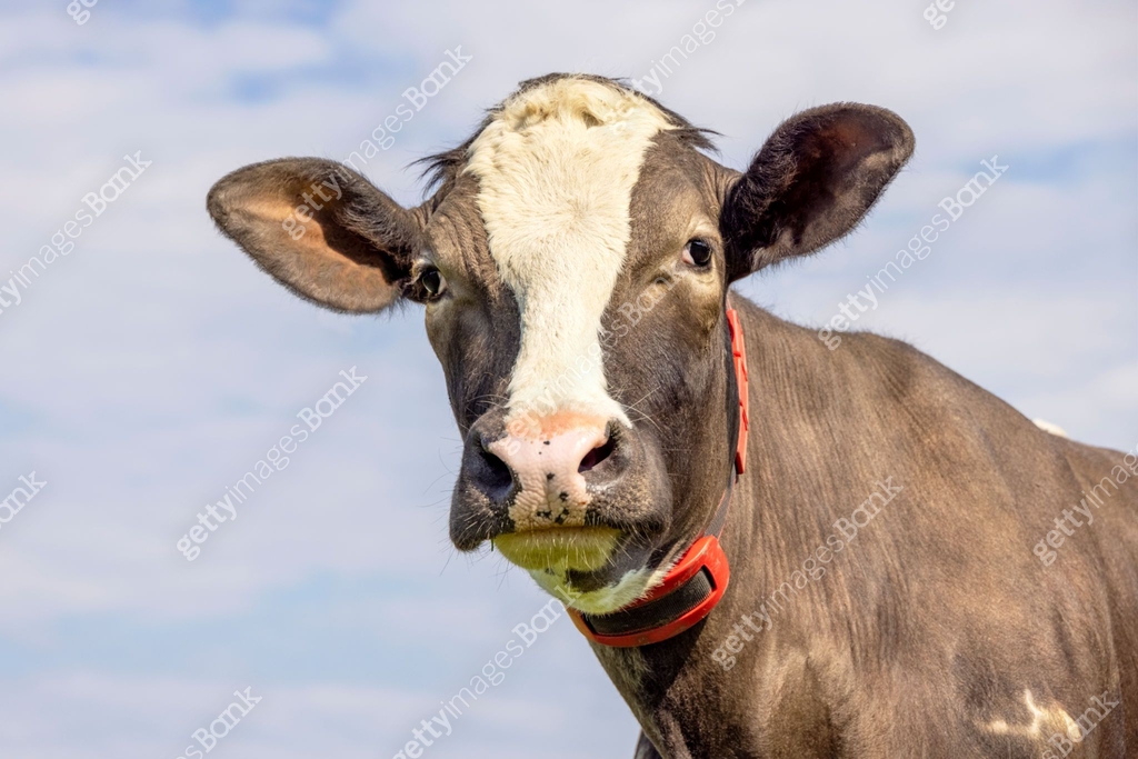 Cow looking friendly, portrait of a handsome brown bovine, gentle pink ...