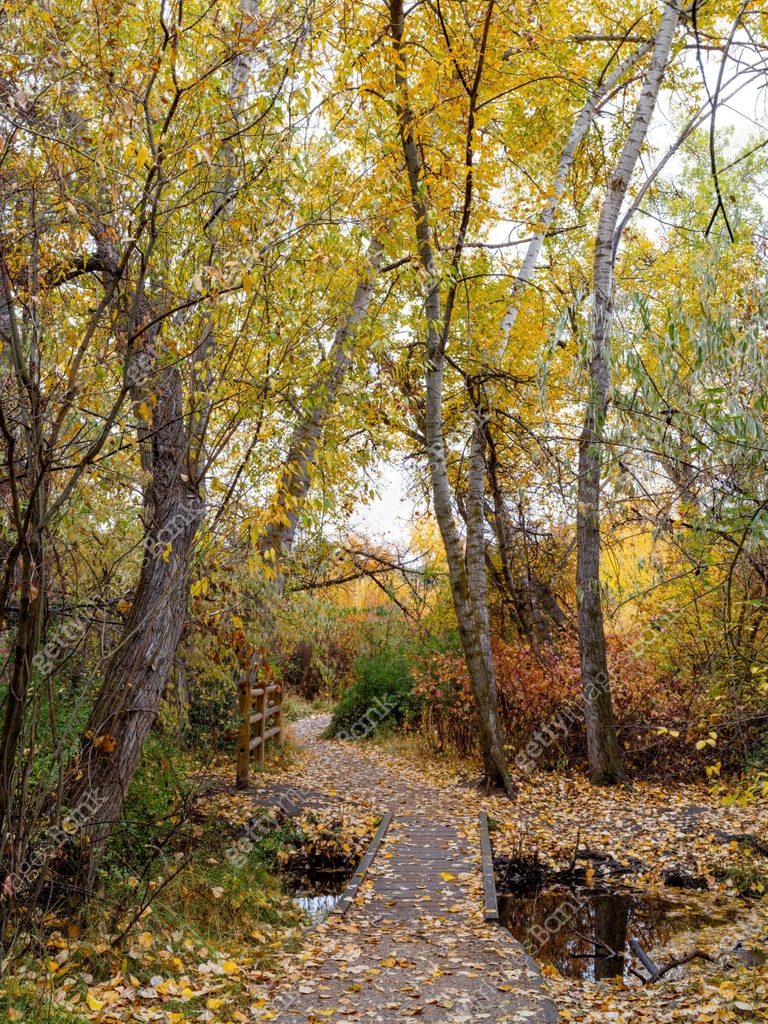 Footpath leads through a forest full of fall colors 이미지 (1354706547 ...