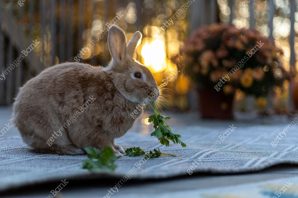 Fall Rabitt Rufus rabbit in fall setting surrounded by mums and pumpkins at sunset ...
