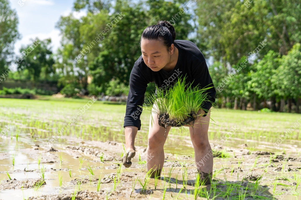 Amateur Asian man tests and tries to transplant rice seedlings in paddy ...