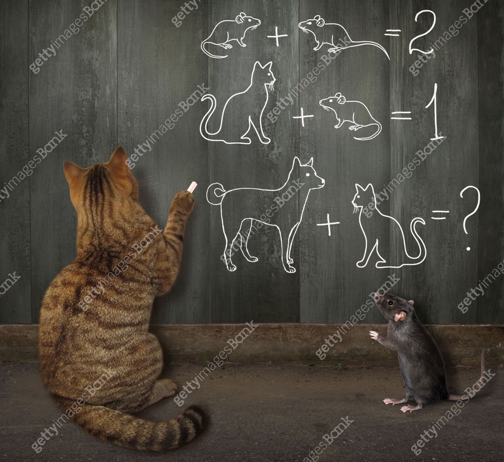 Cat solves math problems on fence 이미지 (1357016409) - 게티이미지뱅크